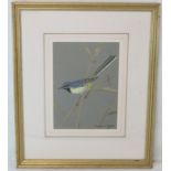 RALSTON GUDGEON (SCOTTISH 1910-1984). Grey Wagtail. Watercolour and gouache on grey paper. 25cm x