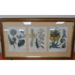 KEARSLEY G. (Pubs).  Herbal Plants by F. Sansom after S. Edwards. 6 hand col. eng. plates. Approx.
