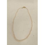Graduated cultured pearl necklace on 18ct coloured gold ovoid snap.