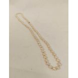 Cultured pearl necklace, equal sized, on silver hook snap.