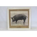 1930's black and white photograph of a prize winning pig "Hacking Ruddyman, First Prize and Champion