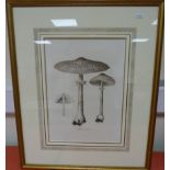 CURTIS WILLIAM.  Toadstools & Fungi. 4 hand col. eng. plates from Flora Londinensis. Approx. 16" x