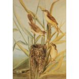 Continental School (20th century), Watercolour on paper, Reed warblers building a nest, Indistinctly