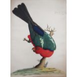 English school, late 19th century, A parrot, Watercolour and gouache, Inscribed ?Gomar Murray or
