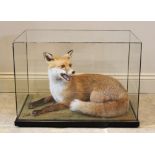 TAXIDERMY: A cased taxidermy fox, 20th century, modelled prone with mouth open on a naturalistic