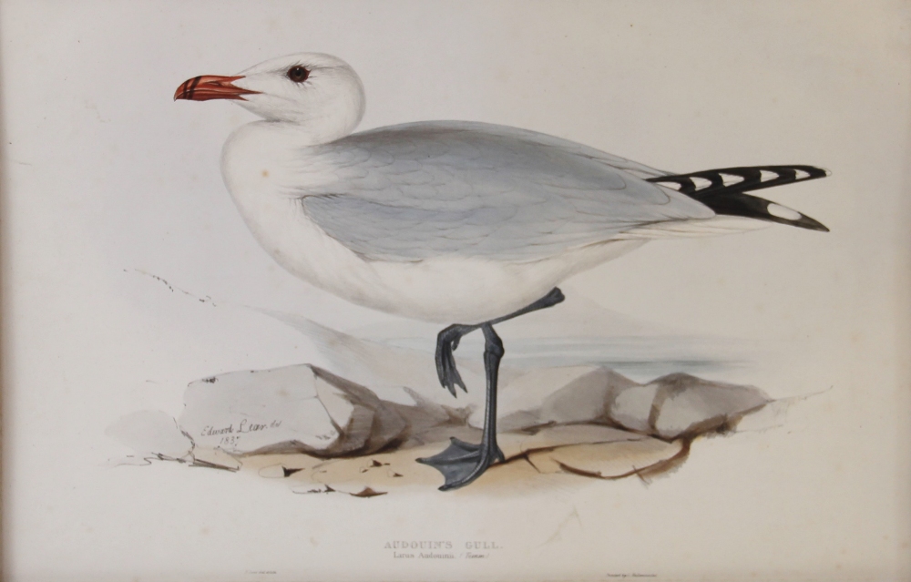 After Edward Lear (1812-1888), 'Audouin's Gull. Larus Audouinii; (Temmi)', Hand coloured