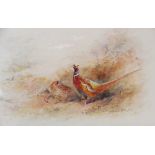 James Stinton (British, 1870-1961), Study of a cock and hen pheasant among brush, Watercolour on