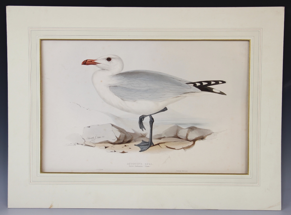 After Edward Lear (1812-1888), 'Audouin's Gull. Larus Audouinii; (Temmi)', Hand coloured - Image 2 of 3