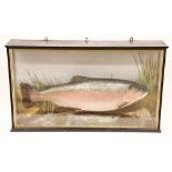 TAXIDERMY INTEREST: A cased composite replica taxidermy rainbow trout, set to a naturalistic