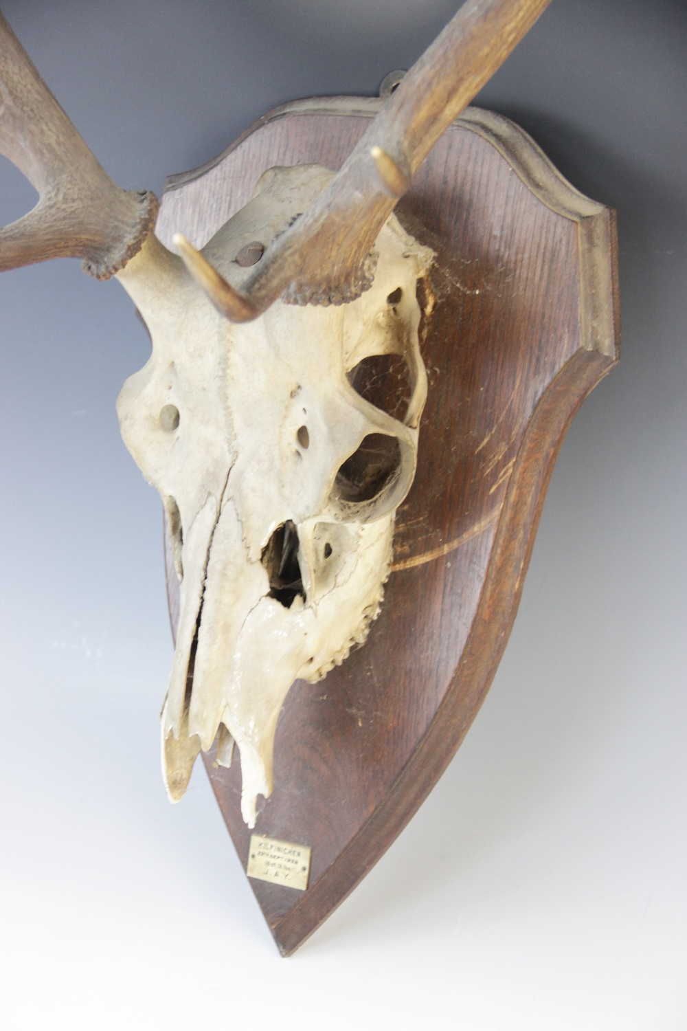 TAXIDERMY: A deer skull and antlers, 20th century, twelve point (six and six), set to a shield