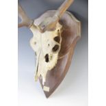 TAXIDERMY: A deer skull and antlers, 20th century, twelve point (six and six), set to a shield