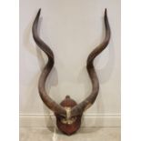 TAXIDERMY: A pair of kudu horns on cut skull cap, set to a shield shaped mount, 120cm high overall