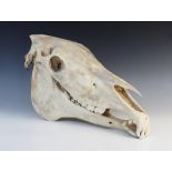 TAXIDERMY: A horse or zebra skull, 20th century, unmounted, 53cm long