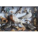 TAXIDERMY: A cased Victorian taxidermy display, including a pheasant, two kingfishers, a gull and