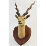 TAXIDERMY: A taxidermy Antelope head, 19th century, mounted on a shield shape back, 78cm high