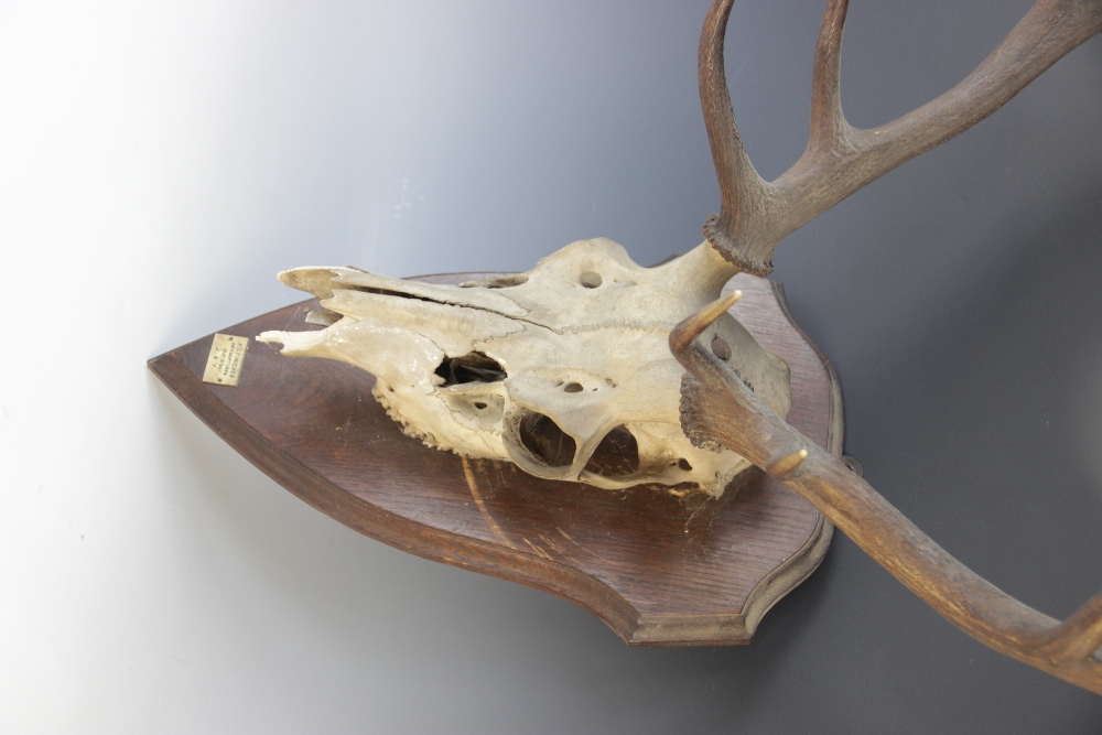 TAXIDERMY: A deer skull and antlers, 20th century, twelve point (six and six), set to a shield - Image 2 of 3