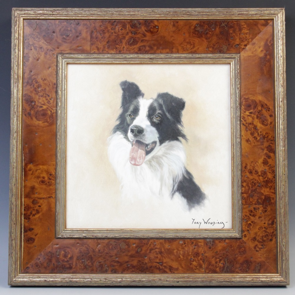 Tony Wooding (b.1969), Portrait of a border collie, Oil on canvas, Signed lower right, 24.5cm x 24. - Image 2 of 5