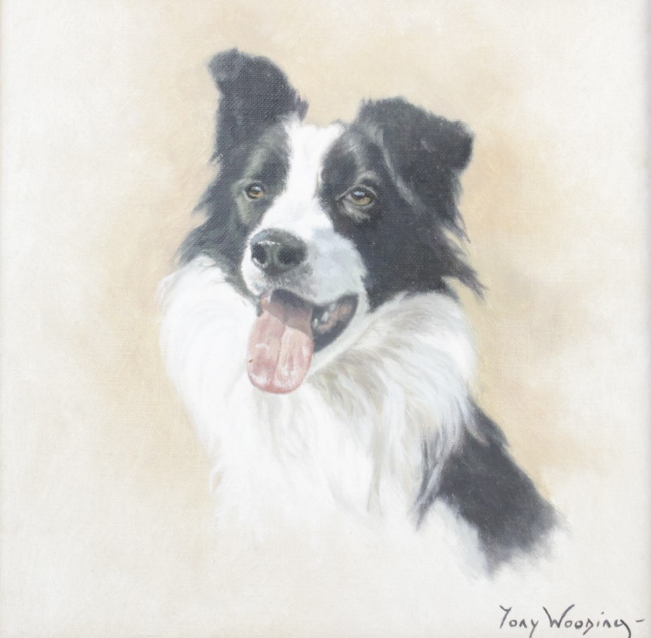 Tony Wooding (b.1969), Portrait of a border collie, Oil on canvas, Signed lower right, 24.5cm x 24.