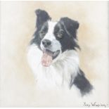 Tony Wooding (b.1969), Portrait of a border collie, Oil on canvas, Signed lower right, 24.5cm x 24.