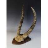 A pair of African antelope antlers, 19th century, skull mounted and set to a shaped oak shield,