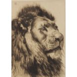 After Herbert Thomas Dicksee (1862-1942), "Head Of A Lion", Etching on paper, Initialled "HD" to the