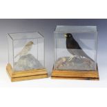 TAXIDERMY: A cased taxidermy Eurasian blackbird, 20th century, modelled standing on a naturalistic