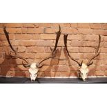 A set of antlers, the skull terminating with two antlers, along with a similar pair, widest 73cm (2)