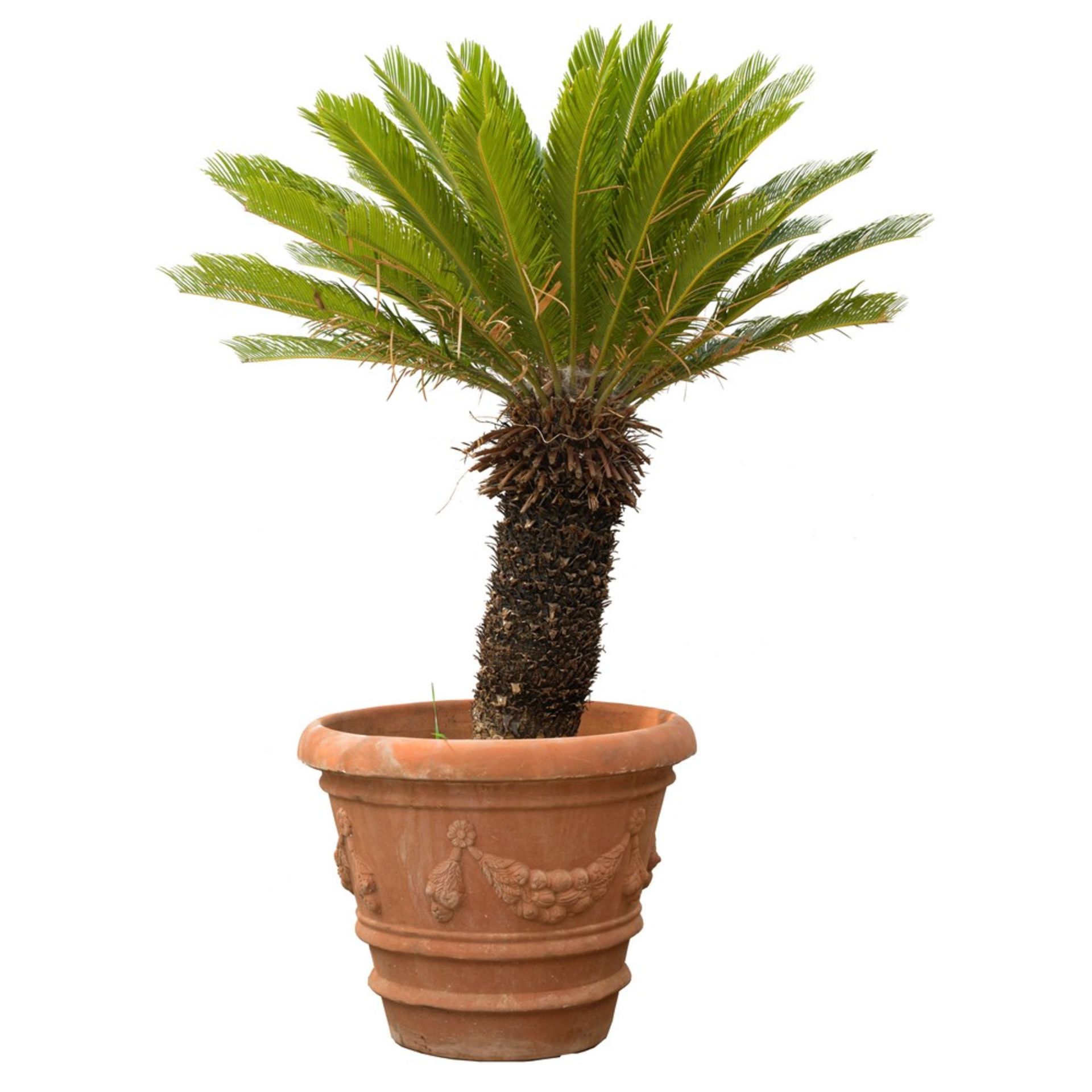 VASO in cotto toscano (Corino Bruna) con cycas