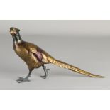 Bronze pheasant