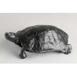 Antique tortoise, 1900