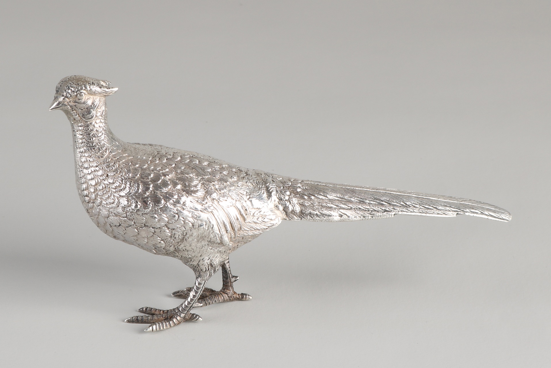 Silver Pheasant