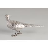 Silver Pheasant