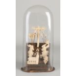 18th - 19th century house altar under bell jar