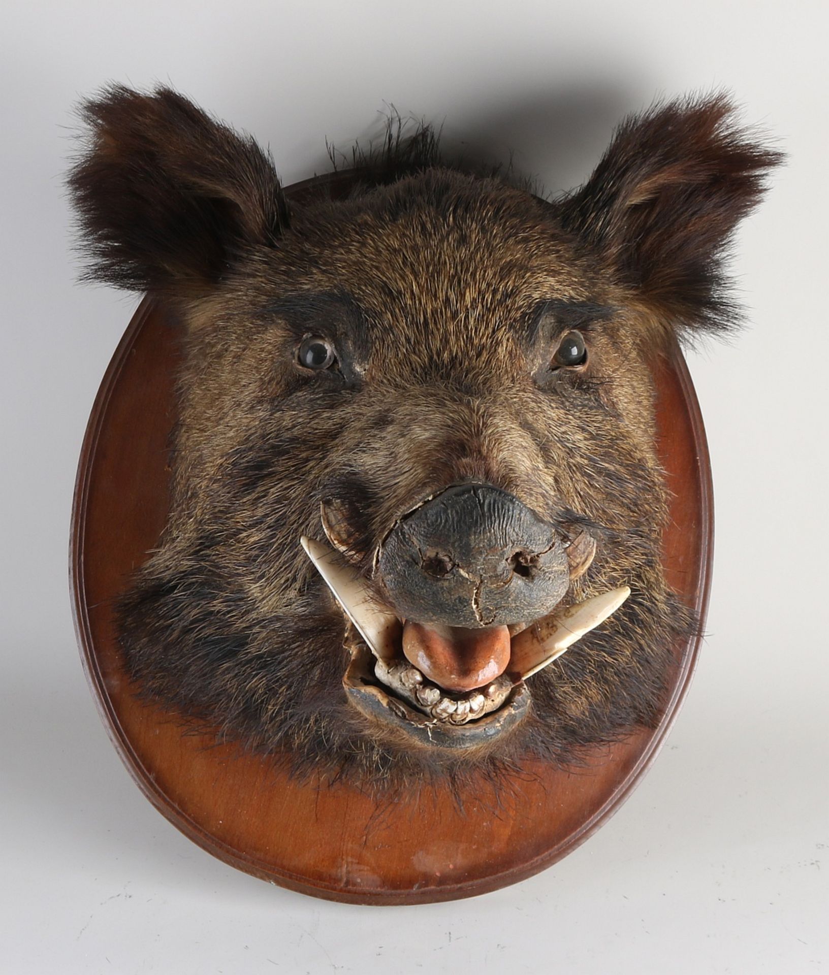Stuffed wild boar head
