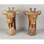 Two giraffe heads