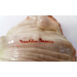 Nautilus Pottery Porcelain Oyster Shell with painted makers mark, produced in Glasgow 1900