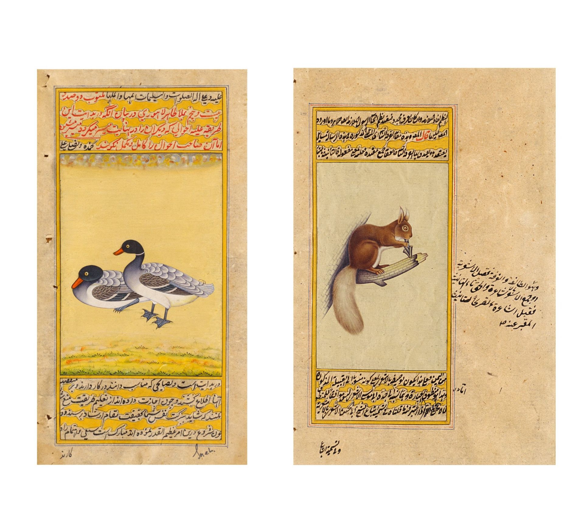 TWO MANUSCRIPT ILLUSTRATIONS OF DUCKS AND SQUIRREL. Indo Persian. 19th-20th c. Pigments on paper.