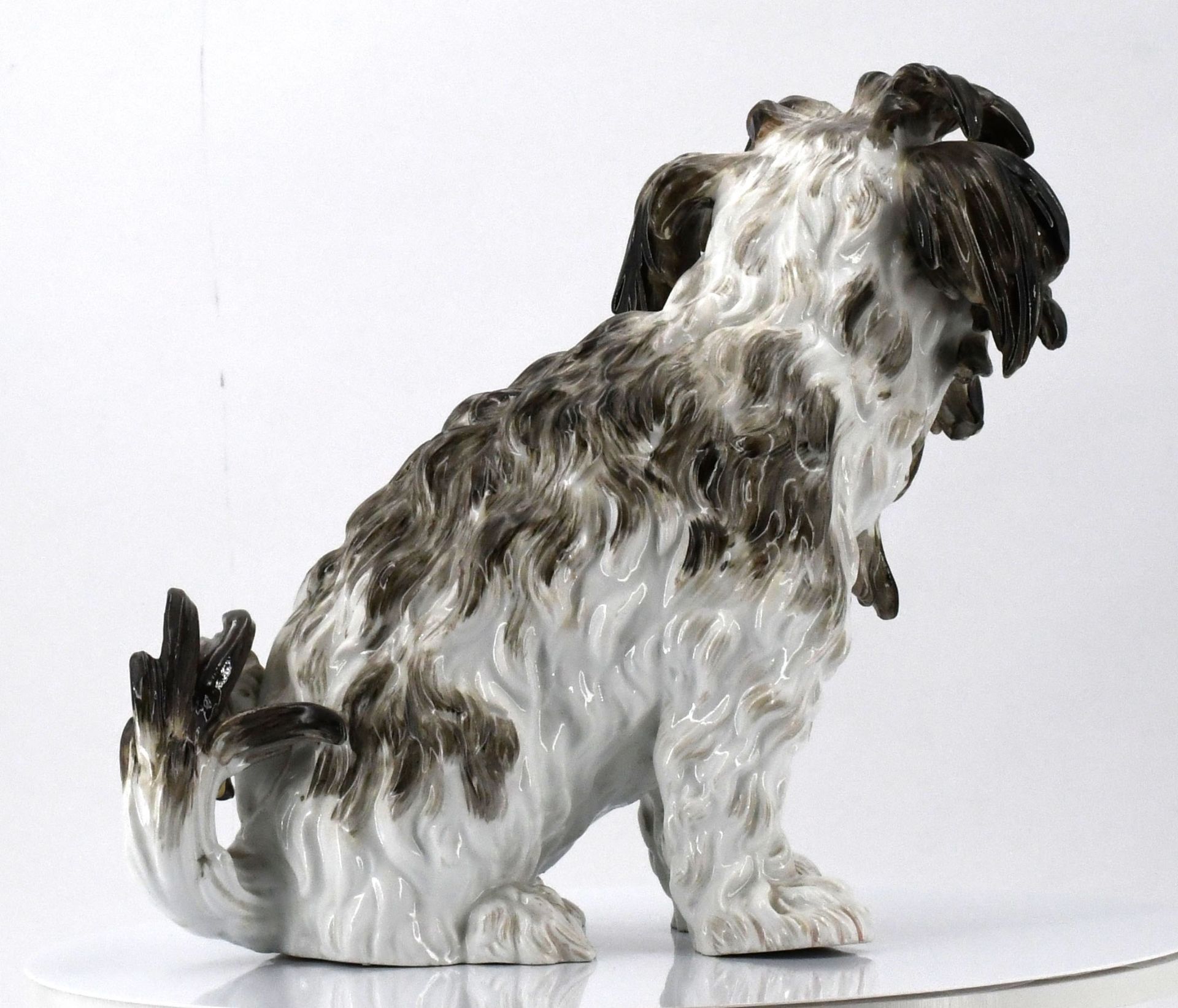 Bologneser Hund - Image 5 of 11
