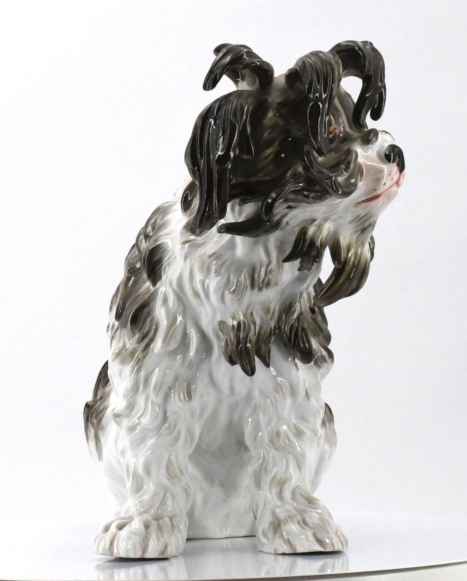 Bologneser Hund - Image 6 of 11