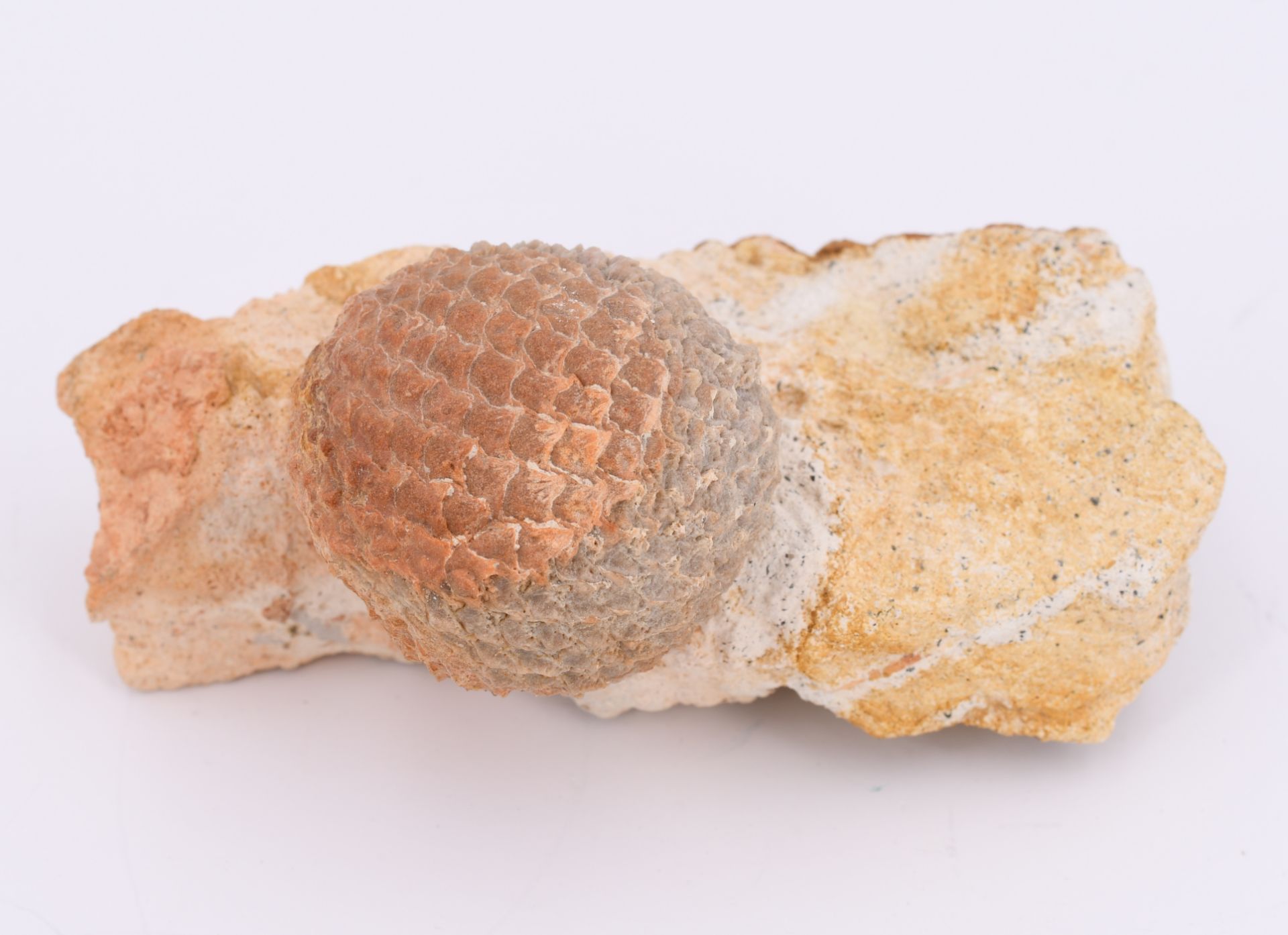 Fossil eines Pinienzapfens 'Araucaria mirabilis' - Image 3 of 9