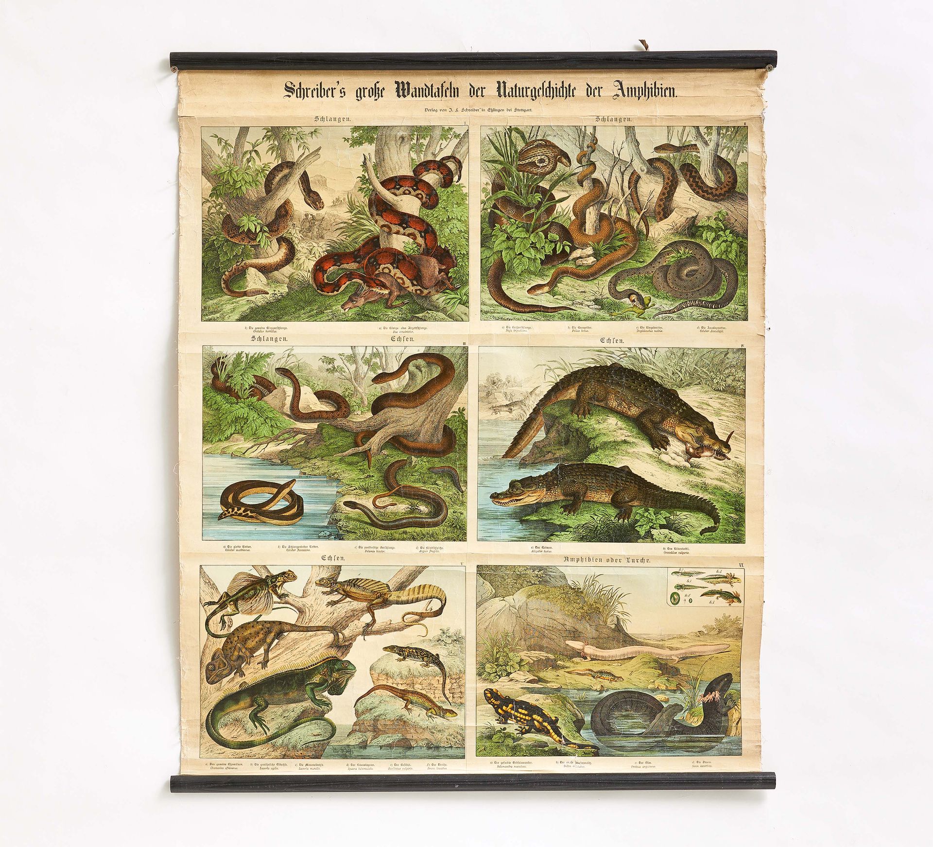 Fünf "Schreiber's große Wandtafeln der Naturgeschichte der Amphibien" & eine Landkarte Afrikas