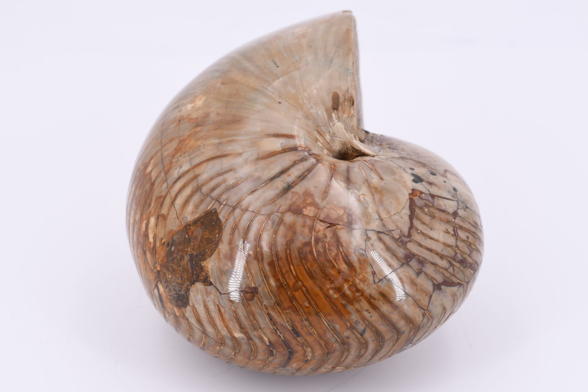 Nautilus Cenoceras sp - Bild 2 aus 6