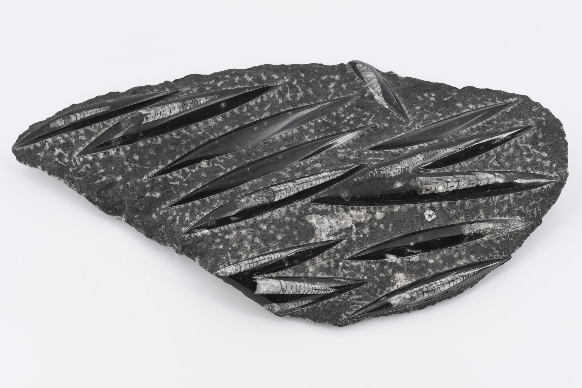 Fossile Orthoceras Platte - Bild 2 aus 5