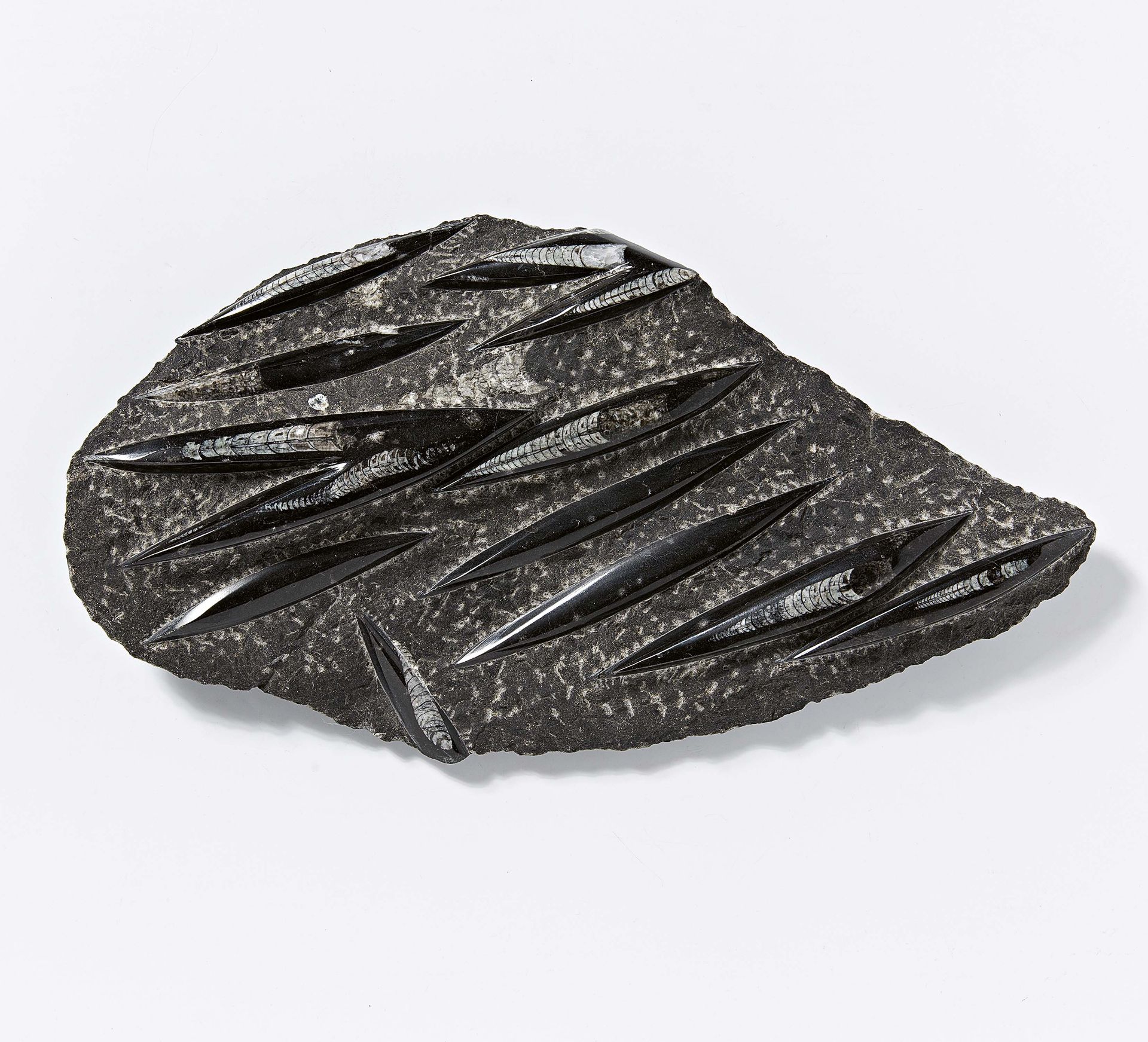 Fossile Orthoceras Platte - Image 5 of 5