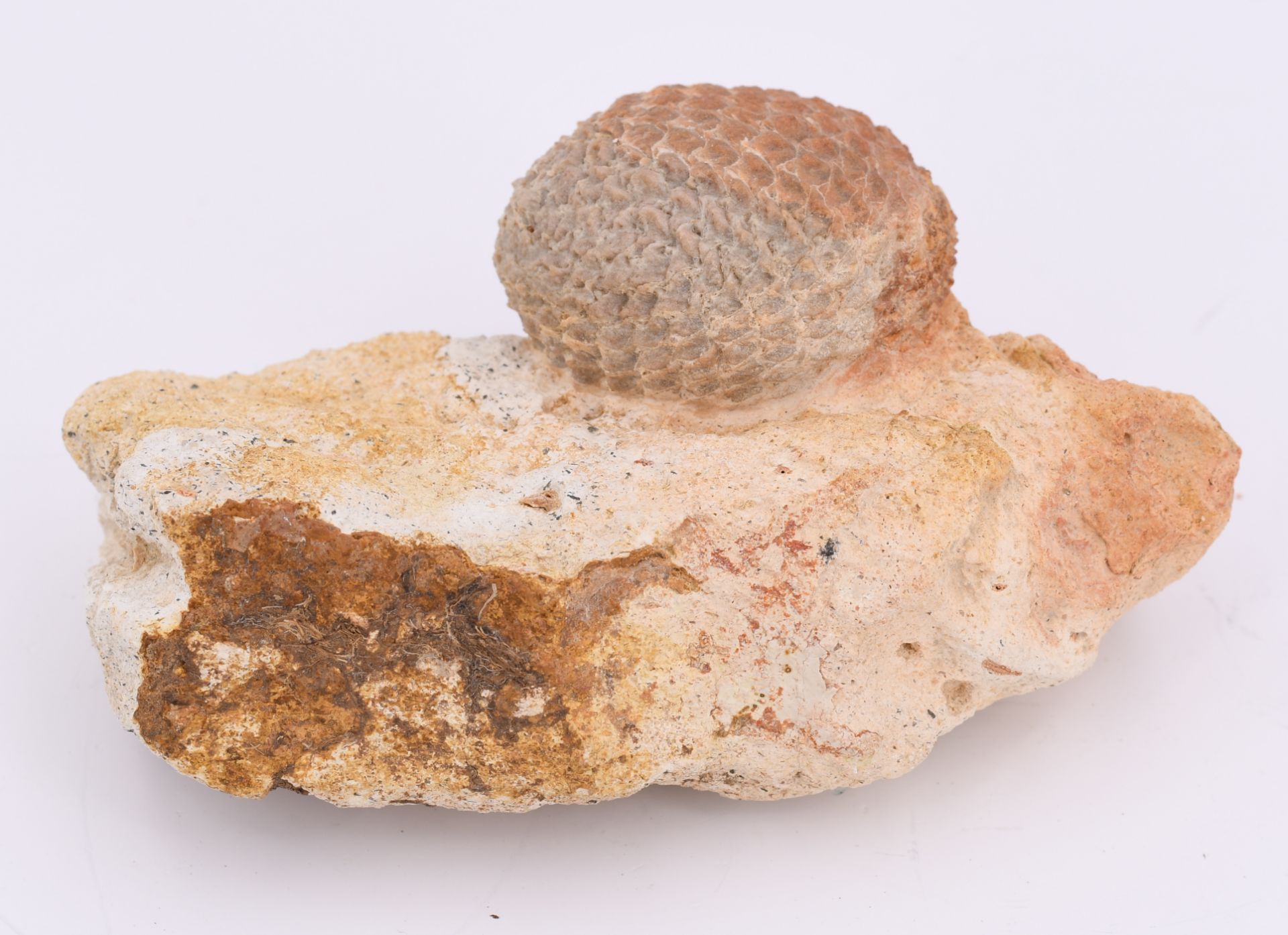 Fossil eines Pinienzapfens 'Araucaria mirabilis' - Image 2 of 9