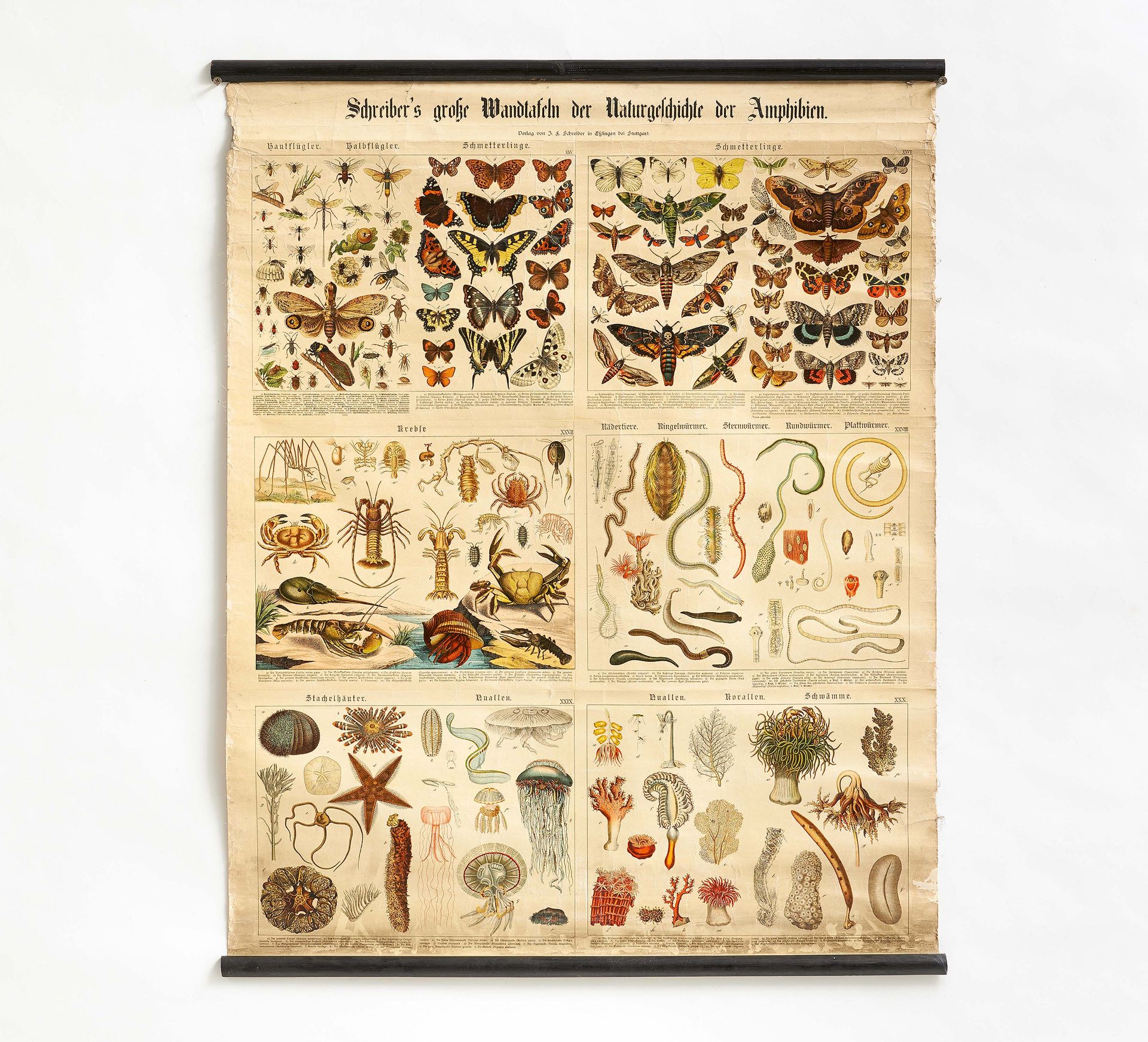 Fünf "Schreiber's große Wandtafeln der Naturgeschichte der Amphibien" & eine Landkarte Afrikas - Bild 5 aus 6
