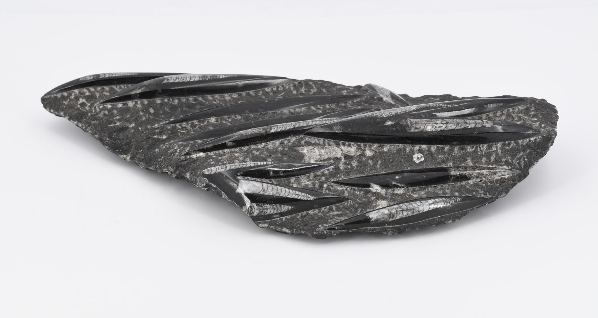 Fossile Orthoceras Platte - Bild 3 aus 5