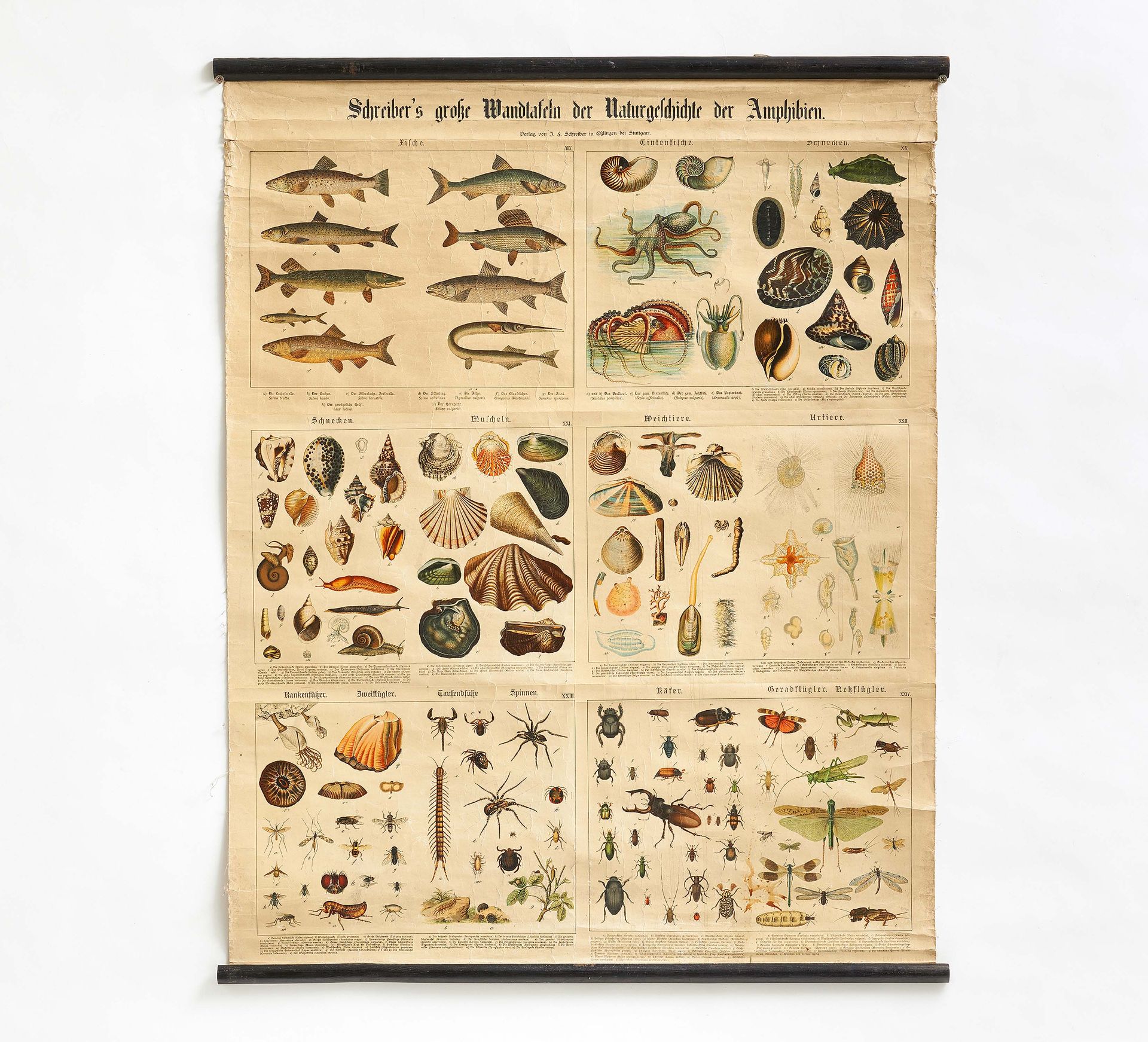 Fünf "Schreiber's große Wandtafeln der Naturgeschichte der Amphibien" & eine Landkarte Afrikas - Image 3 of 6