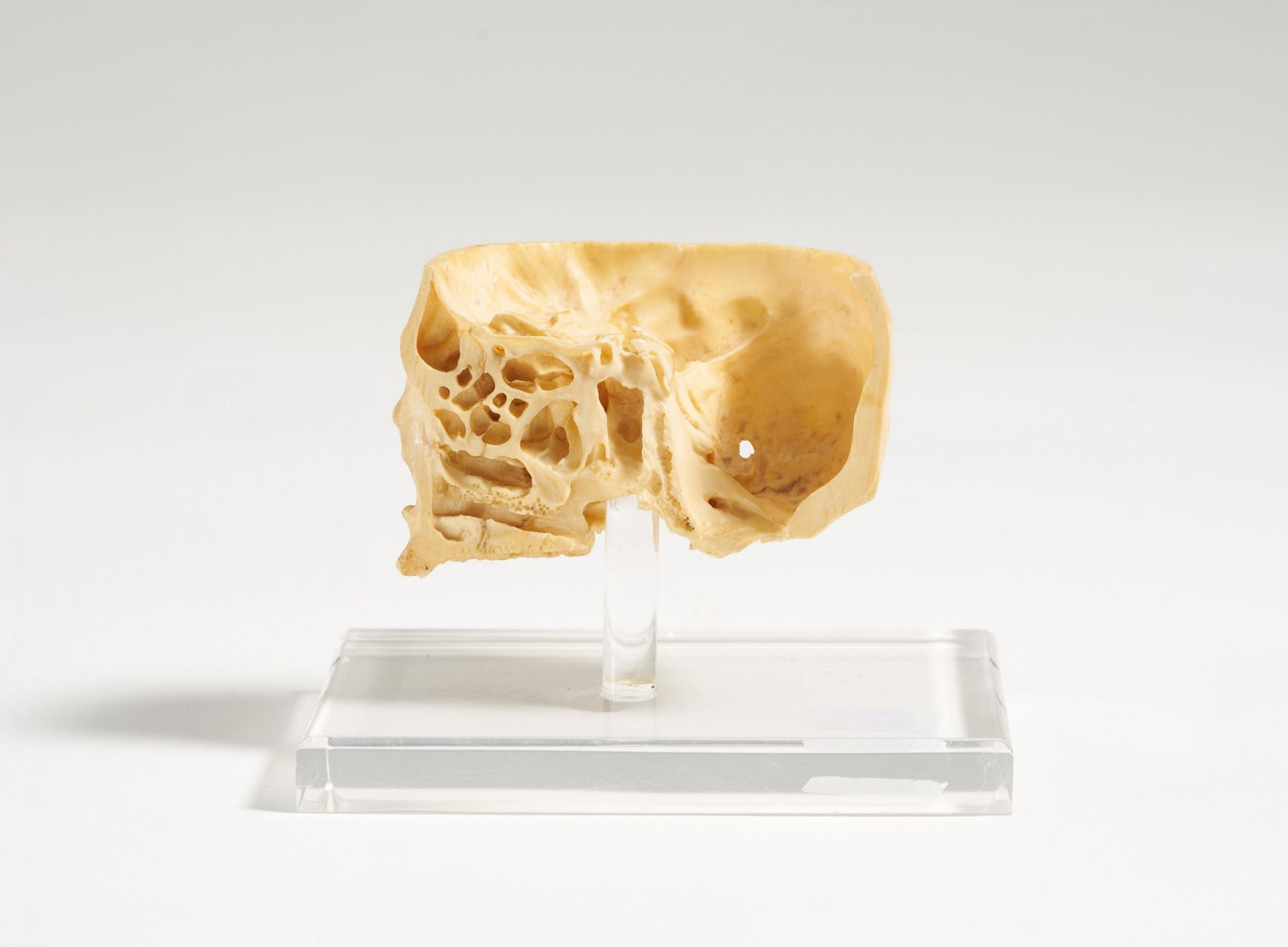 Anatomisches Modell eines menschlichen Schädels - Bild 4 aus 6