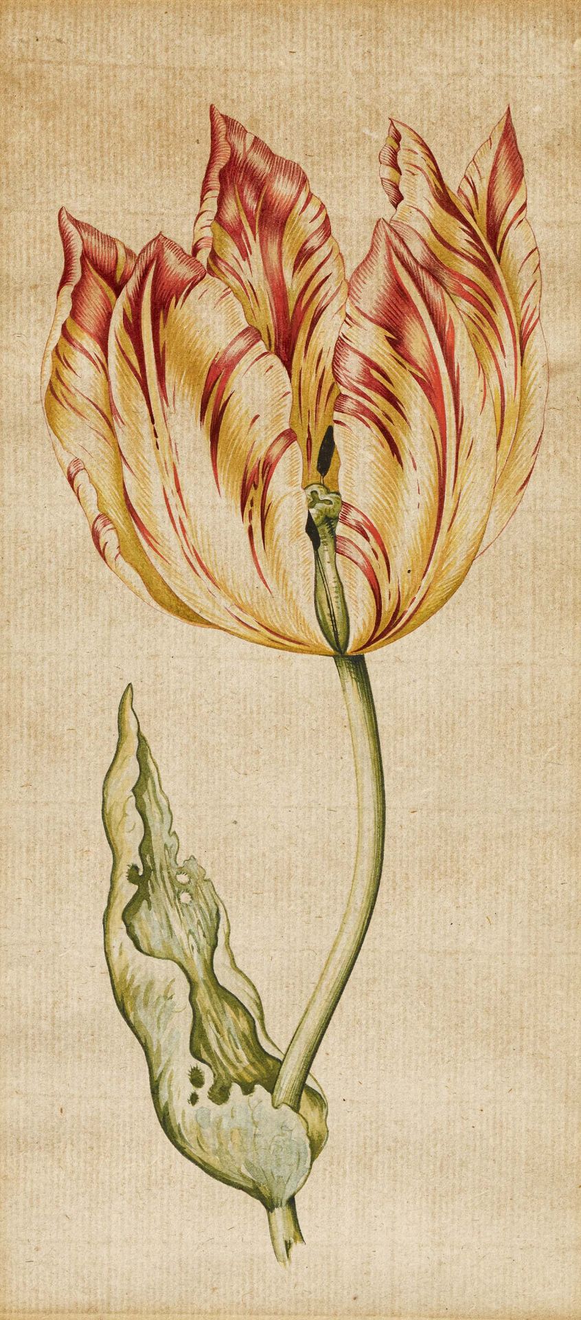 Anthony Claesz Amsterdam 1607 - 1649: Tulip Blossom